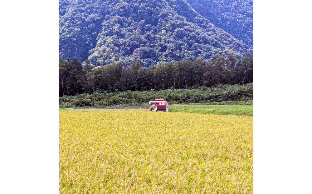 令和7年 鳥取県産 山崎農園こしひかり無洗米10kg