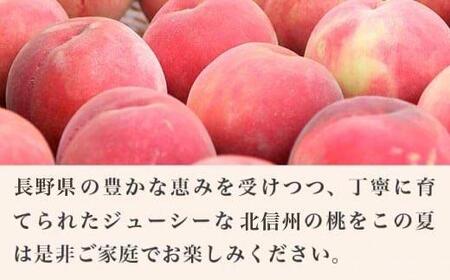 あかつき 約3kg 7～12玉 ［小布施屋］ 桃 もも モモ フルーツ 果物 令和8年産 【2026年7月末頃～8月上旬発送】[A-4]