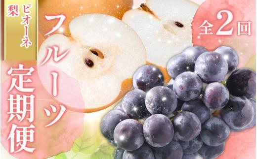 【全2回 】かつらぎ町産 フルーツ定期便（梨・ピオーネ）フルーツ王国よりお届け♪ / なし ピオーネ ぶどう 種無し  たねなし フルーツ 果物 定期便 セット 和歌山 旬 甘い 先行予約 2026