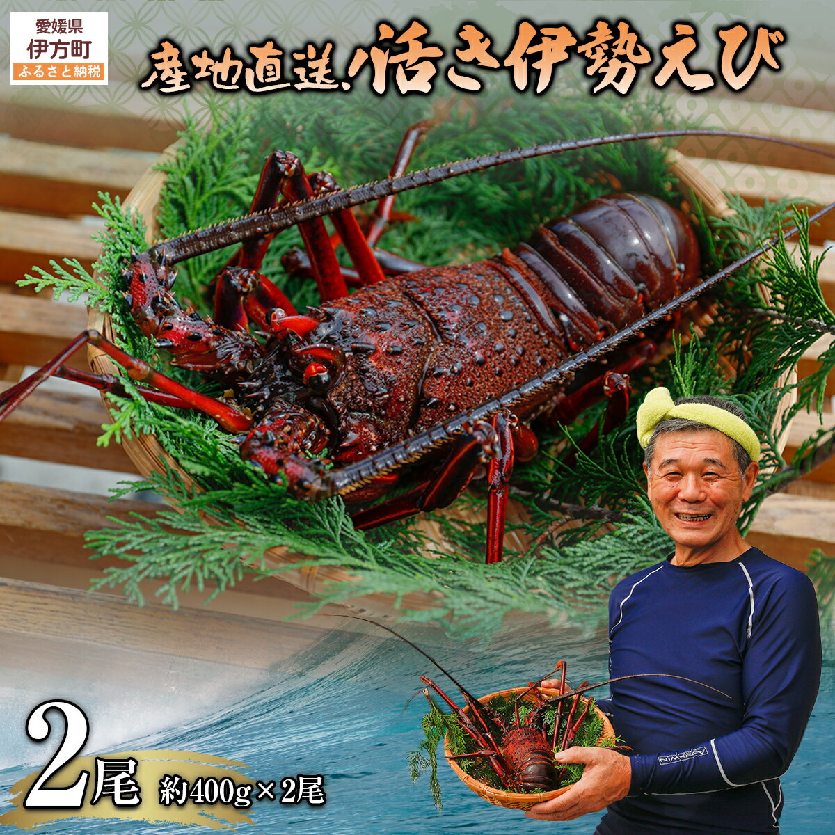 【ふるさと納税】【数量限定】産地直送！活き伊勢えび 約400g×2尾 ※北海道・東北地方・沖縄・離島への配送不可（2025年10月上旬より順次発送） 【人気 おすすめ ランキング 伊勢海老 伊勢えび 伊勢エビ えび エビ 海老 海鮮 新鮮 冷蔵 愛媛県 伊方町 送料無料】 IKTJ015