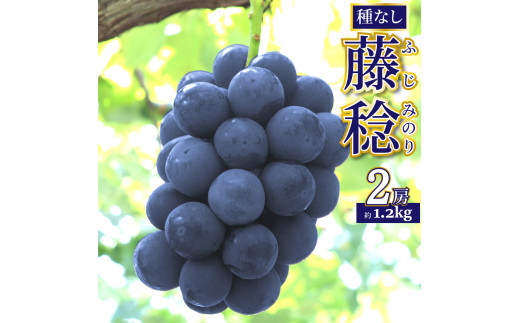 ＜藤稔 約1.2kg（1～2房）＞先行予約 ぶどう grape fruit 藤みのり フレッシュ 旬 果物 くだもの 高知県 佐川町産＜2025年8月上旬以降に発送＞