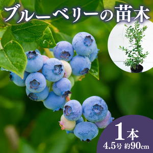 ブルーベリー 苗 苗木 大実 ラビットアイ系 果樹苗 家庭菜園 植物 果物 くだもの オンライン決済限定 静岡県 藤枝市