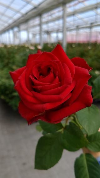 
【福島県富岡町からお届け】薔薇の花束各色2本ずつ、10本セット
