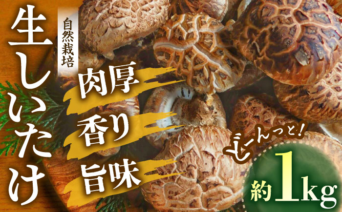 【先行予約】【11月上旬から順次発送】自然栽培！ひじかわの原木生椎茸 約1kg　愛媛県大洲市/中野はじめ商店 [AGBO001]しいたけ きのこ キノコ 茸 こんぶ 手作り お土産 保存食 ご飯のお供 お米 鍋 出汁 ダシ シイタケ 干ししいたけ おかず 料理