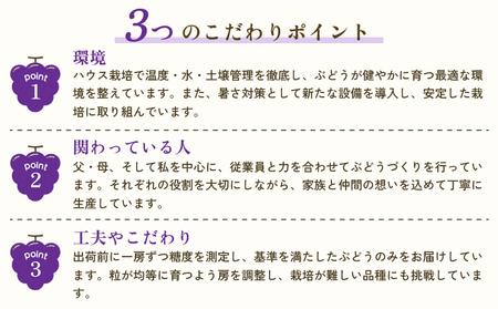 先行予約【2026年8月下旬から2026年9月上旬頃発送】 ブドウ 3種類セット 約2kg 
