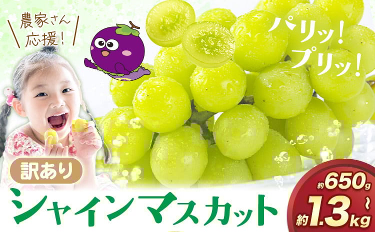 
            シャインマスカット 生産者応援企画！パリッとジューシー 訳あり シャインマスカット 約650g～約1.3kgまで選べる内容量 《2025年8月上旬-8月下旬頃出荷》訳あり シャインマスカット マスカット ぶどう フルーツ 果物 大阪府 羽曳野市 シャイン 食べやすい
          