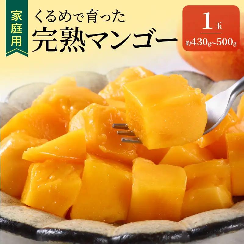 【2027年7月以降お届け】【家庭用】くるめで育った完熟マンゴー（1玉：約430～500g） 〔Fm009-01〕