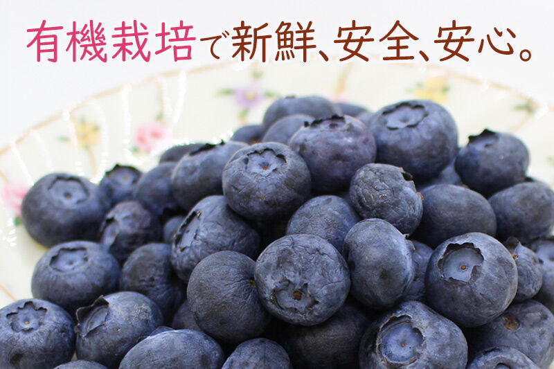 《先行受付》田口農園 秋田県産 大粒 ブルーベリー 生 合計2kg（500g×4パック） 【6月下旬から順次発送】 [ブルーベリー 有機栽培 生 新鮮 安心 安全 大粒 甘い あまい おいしい 美味い