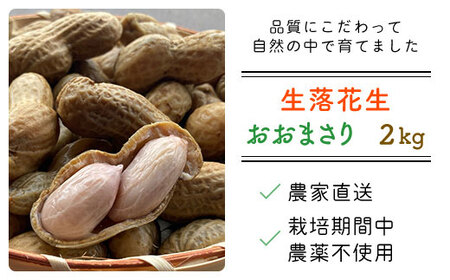 【先行予約・新豆 】千葉県産 大粒 農家直送！「生落花生」おおまさり２kg　【 ふるさと納税 人気 おすすめ ランキング 皮付き 殻付き ピーナッツ ピーナツ 落花生 オーガニック 千葉県 富里市 送