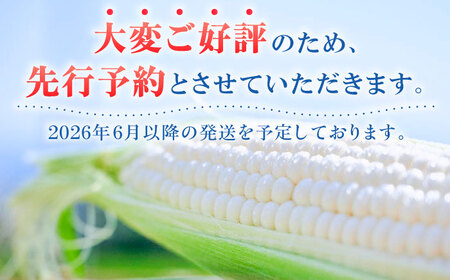 【先行予約】【数量限定】白いとうもろこし ホワイトショコラ 5本【文命農業】開成町 野菜 とうもろこし トウモロコシ ホワイトショコラ[BDAX001]