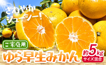 ＜2025年先行予約＞みかん ゆら早生みかん ご家庭用 5kg サイズ混合 GOGO農園《2025年10月上旬-11月末頃出荷》 和歌山県 日高川町 ゆら早生みかん みかん 早生 柑橘 蜜柑 フルーツ 送料無料