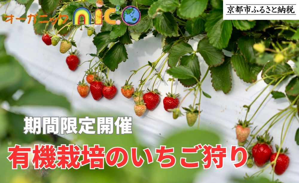 【オーガニックnico】【期間限定開催】有機栽培のいちご狩り |京都 いちご 人気 おすすめ［ 京都 有機 JAS認定 オーガニック 栽培 人気 おすすめ 果物 フルーツ お取り寄せ 通販 送料無料 ふるさと納税 ］ 261009_B-SR04