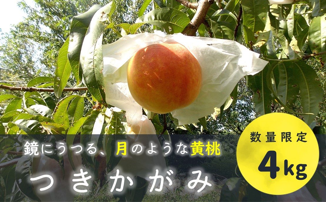 
            KM06-25A 黄桃 つきかがみ 4kg以上（12～16玉） ／8月下旬～9月中旬頃 発送予定  //長野県 南信州 松川町 モモ 黄桃 贈答 産地直送 新鮮  
          