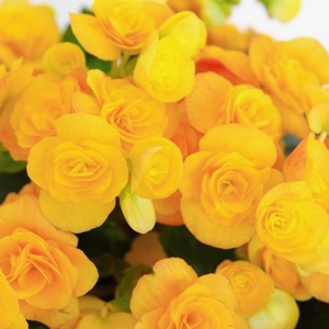 【先行予約】 母の日に！ リーガスベゴニア 5号 黄色 2026年5月から順次発送 オンライン決済限定 花 花