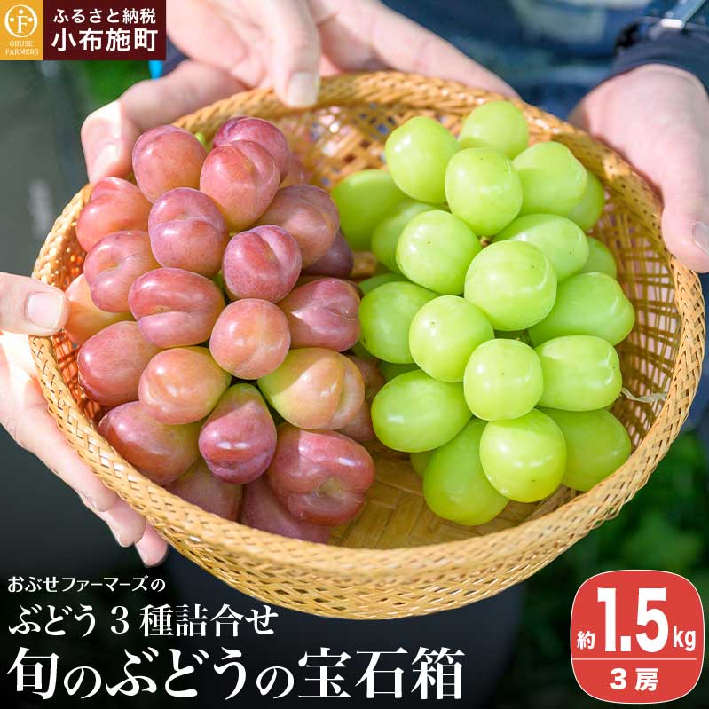【ふるさと納税】ぶどう3種詰め合わせ 旬のぶどうの宝石箱 約1.5kg 3房 [おぶせファーマーズ] 果物 フルーツ ぶどう 葡萄 長野県産 信州産 クール便 冷蔵 食べ比べ 味比べ 数量限定 令和7年産【2025年9月中旬〜10月下旬発送】