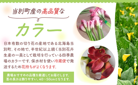 [1.5-286] カラー 切花 30本（3～4品種）四季農場《8月上旬-10月末頃出荷》北海道 当別町 花 お花 はな カラー 切り花 冷蔵便 北海道産 当別町産 インテリア