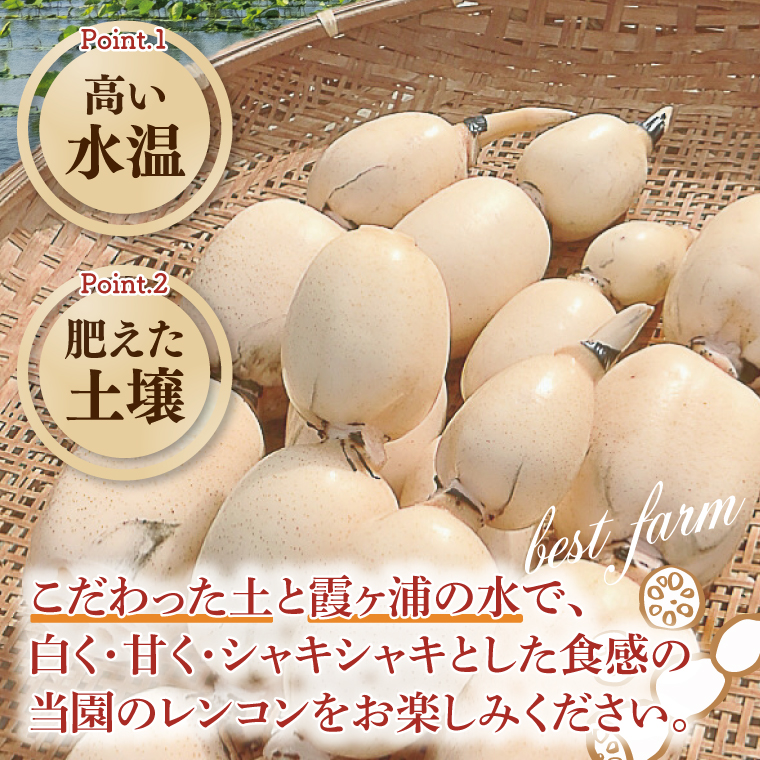【先行予約】【8月下旬より発送】れんこん4kg【絶品 蓮根 レンコン 高級感 茨城県産 茨城県 阿見町】(89-02)