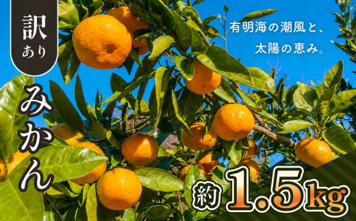 ご家庭用 訳ありみかん 大小混合 約 1.5kg | 熊本県 熊本 くまもと 和水町 なごみ 柑橘 柑橘類 みかん 訳あり 規格外 不揃い 家庭用 きず ずれ キズ スレ 1.5kg