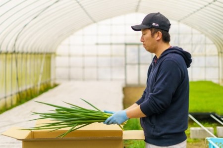 生産農家直送 京野菜・九条ねぎ700g〈ねぎ 野菜 京都 食材