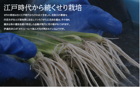 【期間限定】根付き仙台セリ鍋出汁セット(セリ鍋用出汁・スープ付)(300g)2~3人前