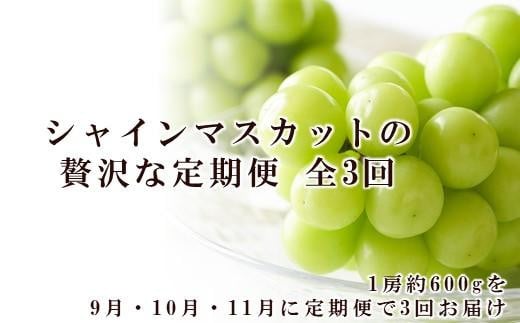 ぶどう 2026年  9月・10月・11月発送 シャイン マスカット 晴王 1房 約600g×3回  | シャインマスカット シャイン マスカット 果物 フルーツ 新鮮 ブドウ 葡萄  岡山 国産 ギフト おすすめ 人気