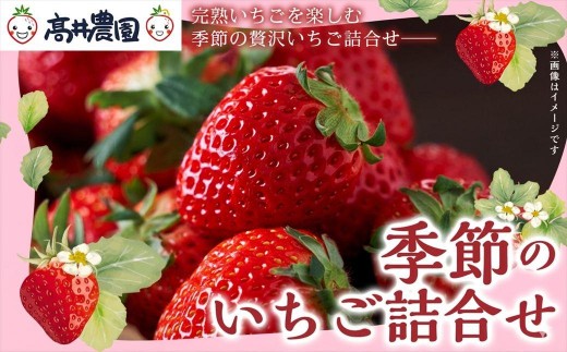 
                  【朝採れ直送のご褒美苺】季節のいちご詰合せ 1パック約12～18個入 いちご 果物 フルーツ 大粒 濃厚 産地直送 詰め合わせ ギフト 贈答用 兵庫県 福崎町
                