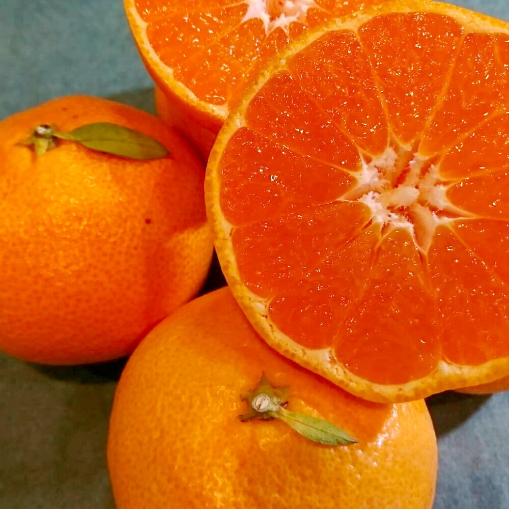 【ふるさと納税】長崎県産 秀品温州みかん L~2Lサイズ 5kg ミカン 蜜柑 原口 興津 青島 田口 伊木力 フルーツ くだもの 果物 果実 柑橘類 青果 贈答用 ギフト 国産 九州 長崎県 長崎市 送料無料 【2025年12月上旬～下旬迄発送予定】