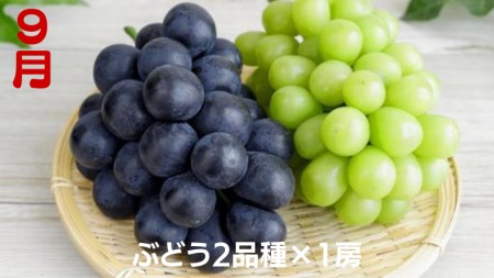 【 定期便 】 茨城のフルーツ 3ヶ月連続お届け便 【令和6年8月から発送開始】（県内共通返礼品：石岡市産） フルーツ 果物 定期便 秋 季節 梨 ブドウ ぶどう 柿 茨城