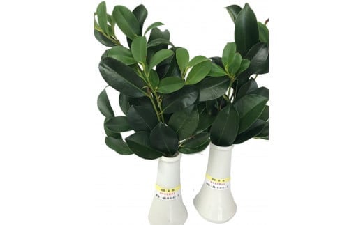 
            【全2回定期便】植物 備後・榊（サカキ）切り枝 １束サイズ1セット（2束入り） 広島県福山市/小林商事 本榊 さかき 国産 神棚 枝木 [BAEA011]
          