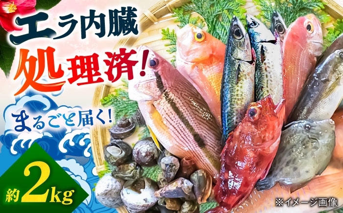 
            旬の地魚セット2kg（エラ/内臓処理済）[PBJ010] 地魚 魚 お魚 冷蔵 生もの 届くまでのお楽しみ 地魚セット 地魚ボックス 地魚BOX
          