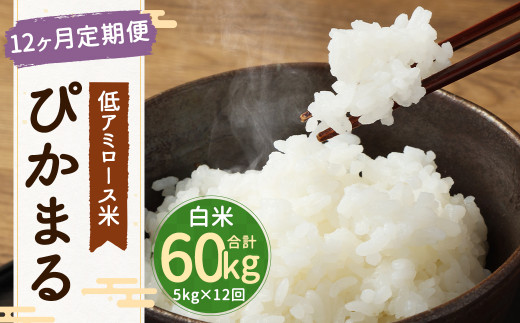 【 新米先行予約 】【12ヶ月定期便】低アミロース米ぴかまる 約5kg×12回 白米 計約60kg 【2026年11月上旬より順次発送開始予定】