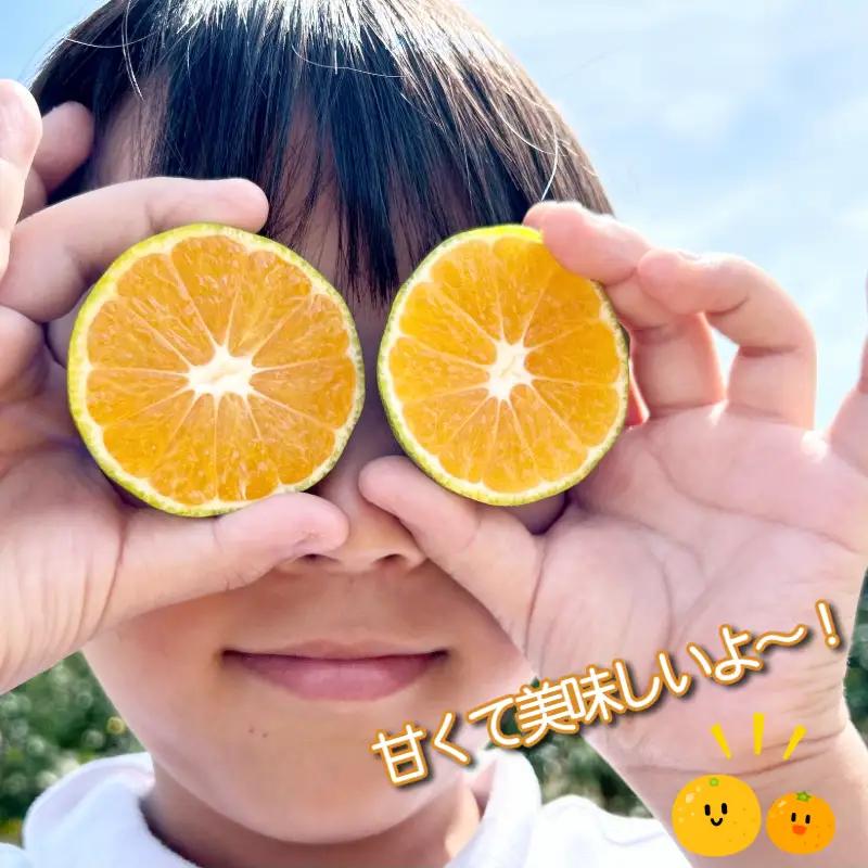 【2026年12月順次発送】　金時紅みかん 10kg みかん 甘い 紅 みかん 柑橘 蜜柑