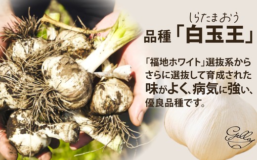 あきたしらかみにんにく 冷凍ペースト 600g（約200g×3袋）　40P3220