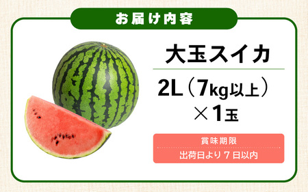 【先行予約】坂井市三里浜砂丘地産 大玉スイカ 2Lサイズ 1玉（7kg以上） 【2026年6月上旬以降順次発送予定】 【スイカ 西瓜 すいか デザート 果物 くだもの 夏 ジューシー 高糖度 お取り寄