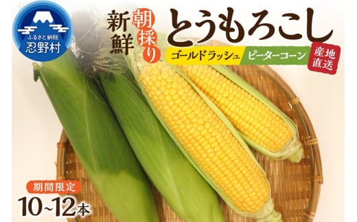 ≪2024年 先行予約≫富士北麓忍野村の気候、水、自然で作られた朝採りトウモロコシ（ゴールドラッシュ・ピーターコーン）詰め合わせセット※2024年8月上旬～9月下旬頃に順次発送予定