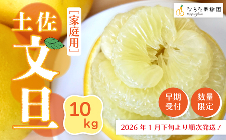 【 早期受付 期間限定 数量限定 】 土佐文旦 10kg 家庭用 人気 フルーツ 果物 文旦 ぶんたん ブンタン 甘酸っぱい 限定品 土佐 高知県 高知 四万十市 四万十 しまんと お取り寄せ 【配送時期：2026年1月下旬～3月上旬】25-337