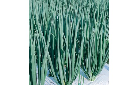 【6か月定期便】生産農家直送 京野菜・九条ねぎ1kg〈ねぎ 野菜 京都