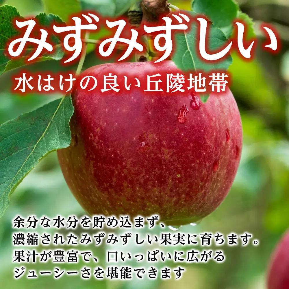 爽やかな風味！【南信州産】シナノゴールド 約5kg 10～18玉＜2026年10月下旬より発送＞