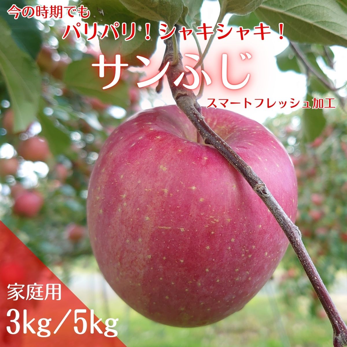 【ふるさと納税】りんご サンふじ スマートフレッシュ アグリスタくましろのサンふじSF ご家庭用約3kg～ 長野県 信州 南信州 高森町 果物 くだもの スマートフレッシュ 訳あり アグリスタくましろ【配送不可地域：離島】