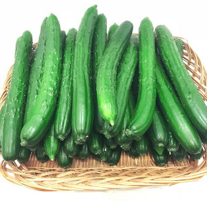 熊本県ＪＡくま産　球磨のきゅうり　5㎏