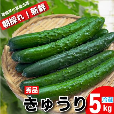 ふるさと納税 小松島市 きゅうり 秀品 5kg以上(54本)新鮮 朝採れ きゅうり 小松島市 野菜 夏野菜 産地直送 5kg