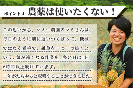 希少！濃厚！「枝先完熟・てのひらピーチパイン」2024年4月～7月順次発送【産地直送 沖縄県 石垣島 農家直送 パイン フルーツ】OI-2