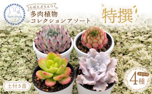 多肉植物 【特撰】 らぱんぷらんつ コレクションアソート4種 土付き苗 おまかせ 多肉 植物 花 季節の多肉 詰め合わせ 多肉セット インテリア 観葉植物 おうち時間 ギフト プレゼント lapin plants 静岡県 三島市