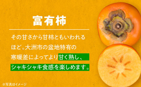 【先行予約】【11月初旬より順次発送】愛媛県産 富有（ふゆう）柿 Mから2Lサイズ 約5kg 箱入（15から24玉） 愛媛県大洲市/沢井青果有限会社 [AGBN023]柿かき果物柿かき果物柿かき果物柿