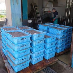 日間賀島 しらす 720g ( 60g × 12 パック ) 小分け 冷凍 使い切り 愛知県 南知多町 ご飯 ごはん パスタ サラダ ピザ 丼 料理 国産 シラス 人気 おすすめ [配送不可地域：離島