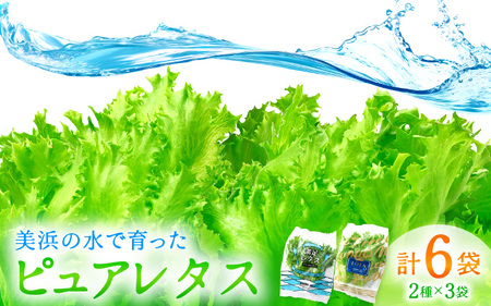 美浜の水で育った ピュアレタス 6個セット 低カリウムレタス&フリルレタス【栽培期間中 農薬不使用 野菜 生野菜 レタス 詰め合わせ グリーンリーフ サラダ サンドイッチ お弁当 水耕栽培 洗わず食べられる 時短 付け合わせ ダイエット ヘルシー】[m40-a004]