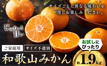 みかん ご家庭用約1.9kg