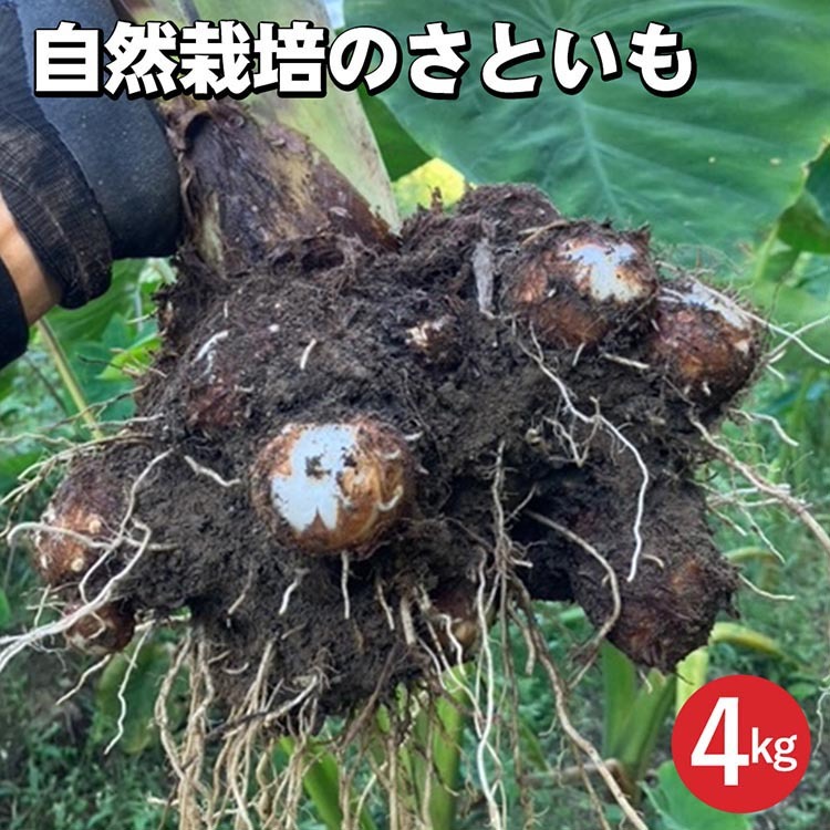 【期間限定】自然栽培のさといも 4kg 京都 亀岡産 かたもとオーガニックファームよりお届け《里芋 野菜 産地直送 国産 採れたて 新鮮 サトイモ》 ※2025年11月下旬～2026年2月下旬頃に順次発送 ※離島への配送不可
