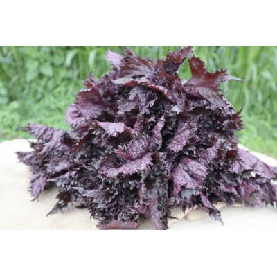 ふるさと納税 秦野市 [2026年7月〜発送予定]【夏の暑さに負けるな!】「天神赤しそ」1000g from名水の里 秦野