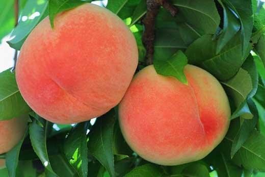 
                  和歌山産 桃 秀品 サイズおまかせ 11玉～16玉 約4kg【ヤマタ大谷商店】
                